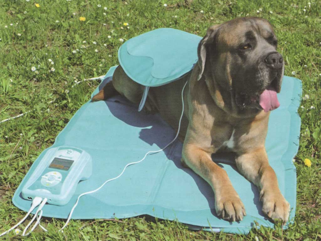 Magnetfeldmatte im Einsatz bei einem Hund auf grüner Wiese